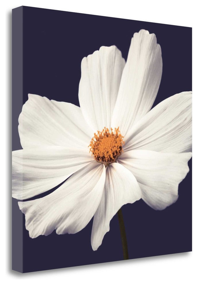 "Cosmos II" By Assaf Frank, Giclee Print on Gallery Wrap Canvas, Ready to Hang