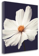 "Cosmos II" By Assaf Frank, Giclee Print on Gallery Wrap Canvas, Ready to Hang