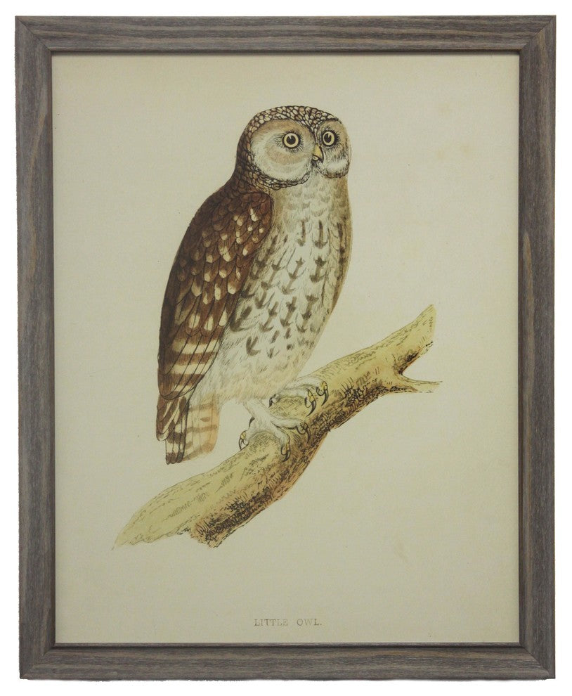 Large Little Owl, Barnwood Frame