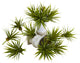 Mini Spiky Agave Succulent Plant, Set of 12, Green