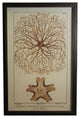 Sea Creature Print XXV, Copper And Black Shadowbox