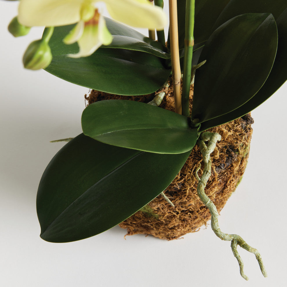 Phalaenopsis Orchid Drop-In 23", Yellow