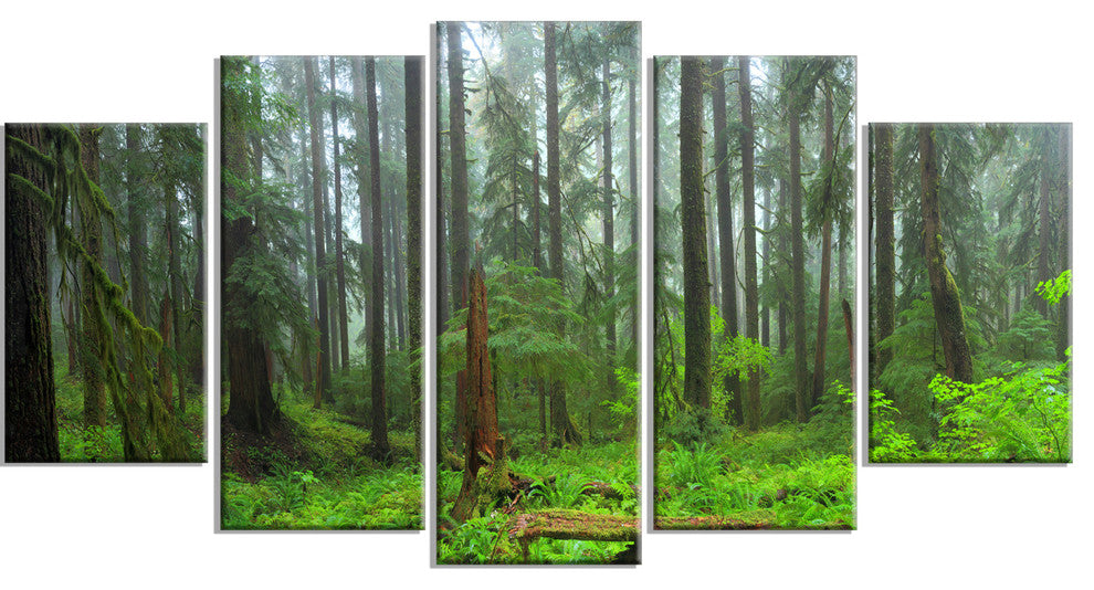 "Hoh Rain Forest" Landscape Photography Glossy Metal Wall Art, 5 Panels, 60"x32"