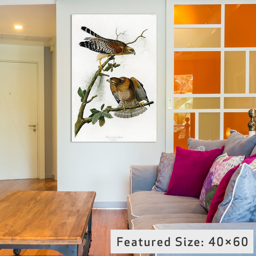 "Red-shoulderd Hawk" by John James Audubon, 40x26x1.5"