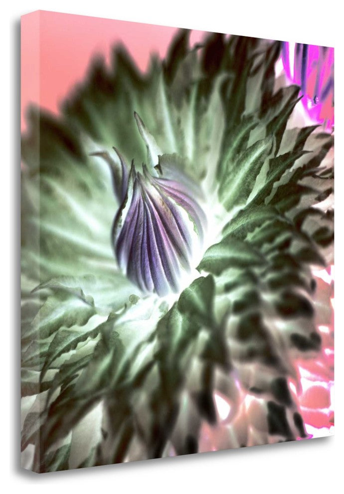 "Floral Color - 11" By Alan Blaustein, Giclee Print on Gallery Wrap Canvas