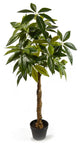 Serene Spaces Living Money Tree Plant, 47"