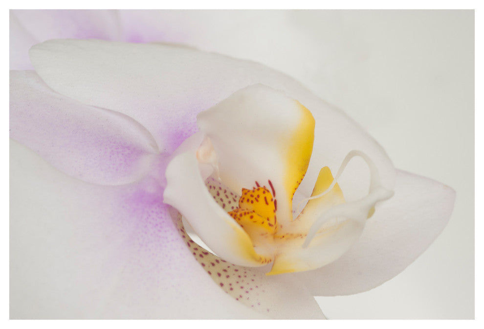 MOTH ORCHID, 16x24