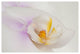 MOTH ORCHID, 16x24