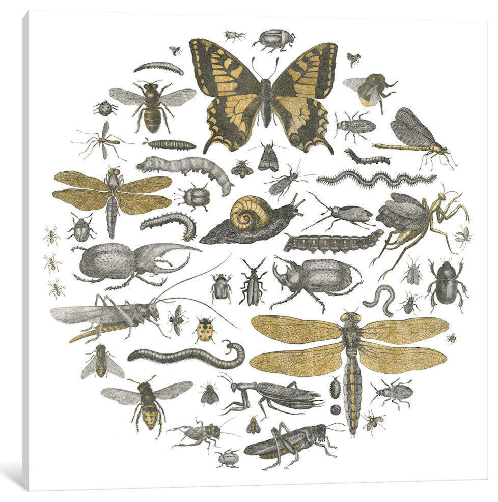 "Insect Circle II" by Wild Apple Portfolio, 37x37x1.5