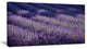 "Lavender Field and Ray of Light" Landscape Wall Art Print, 40"x20"