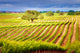 Wine Country Rows, 36"x24"