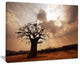 "Large Baobab Tree Under Clouds" Modern Landscape Wall Art Canvas, 20"x12"