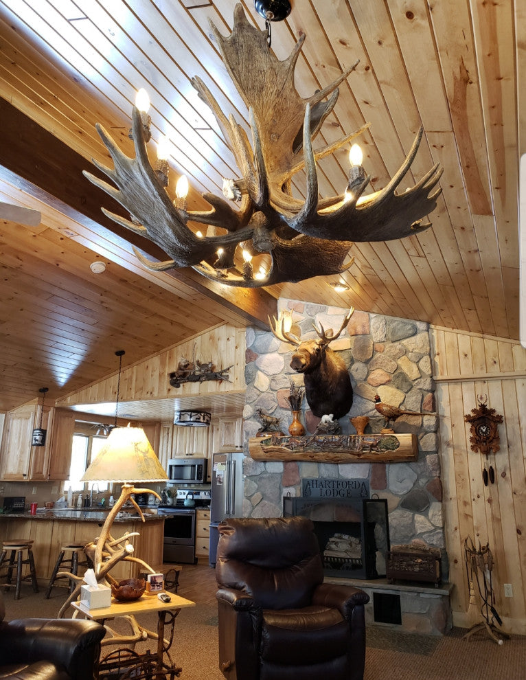 Moose Antler Chandelier Light, Extra Large, Parchment Shades