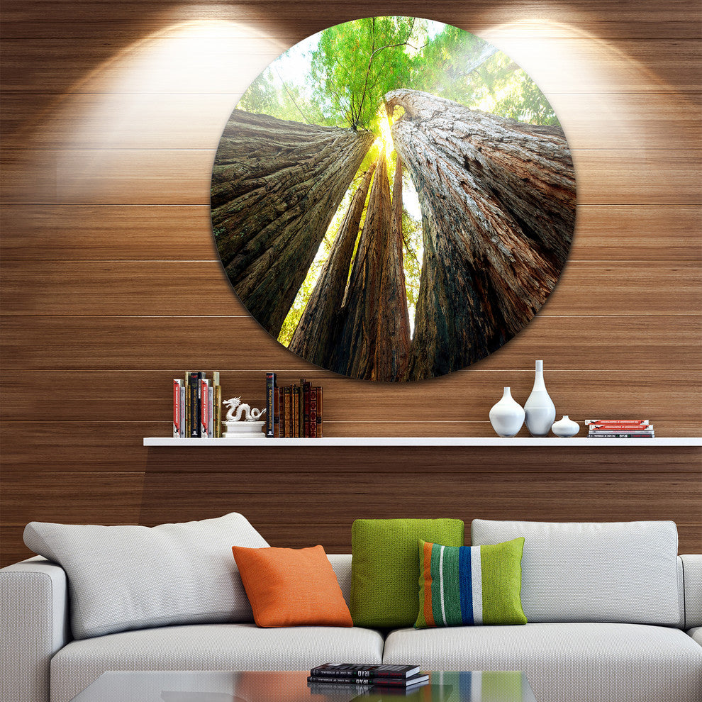 Sequoia Tree, Photography Disc Metal Wall Art, 23"
