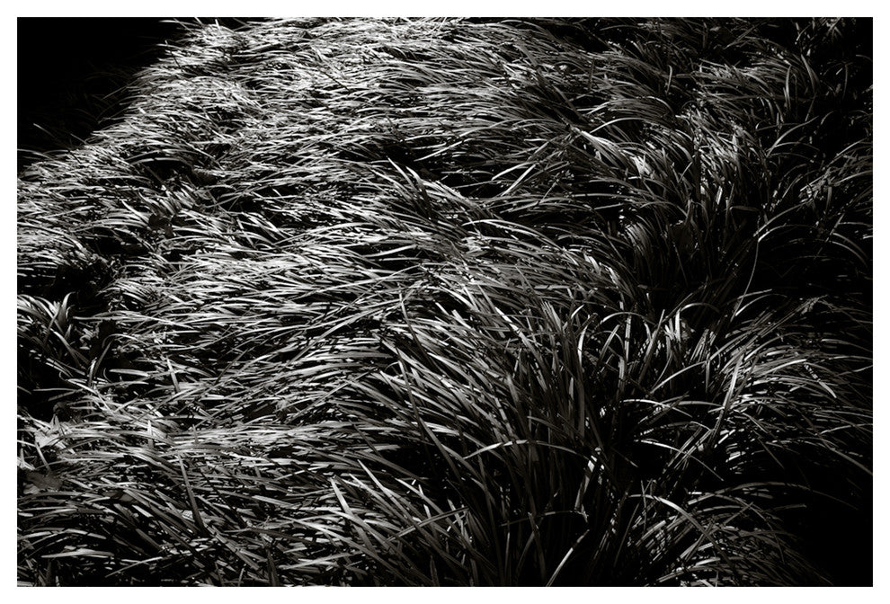 JAY'S GRASS, Black and White, 40x60
