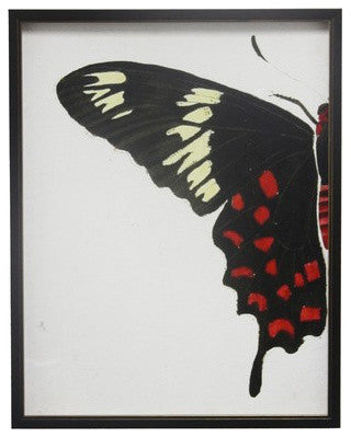 Split Red And White Butterfly, Copper and Black Shadowbox, Left
