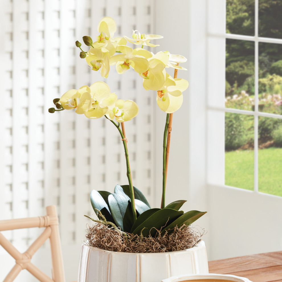 Phalaenopsis Orchid Drop-In 23", Yellow