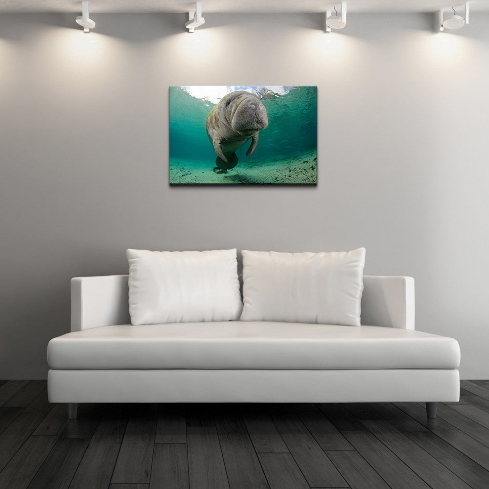 Ready2hangart Christopher Doherty Photography 'Manatee' Canvas Wall Art