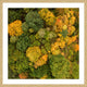 "Bush Bunch" Framed Print by Karolis Janulis