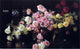 Joseph DeCamp Roses Premium Canvas Print