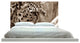 "Big Cat" Headboard