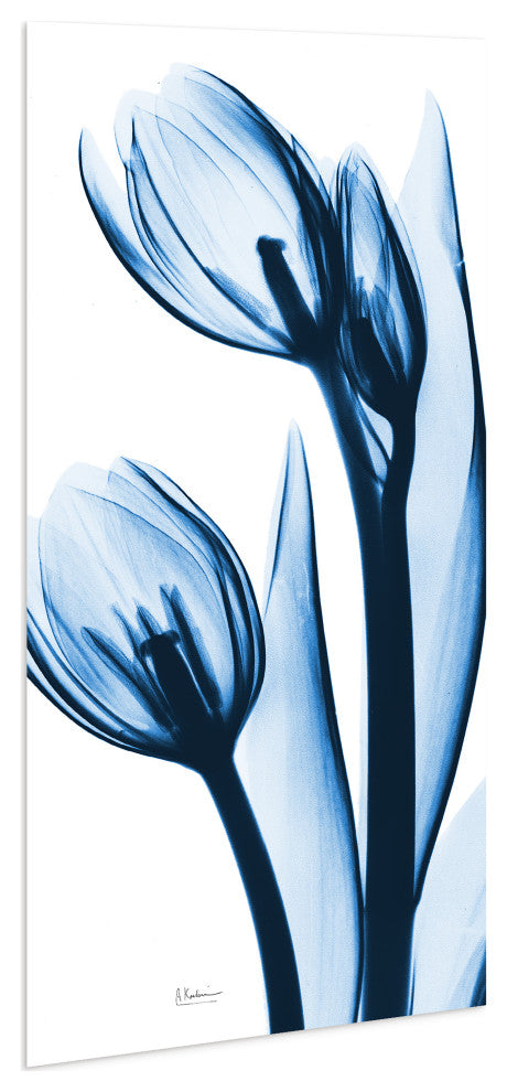 "Two Blue Tulips" Frameless Free Floating Panel Graphic Wall Art, 48"x24"