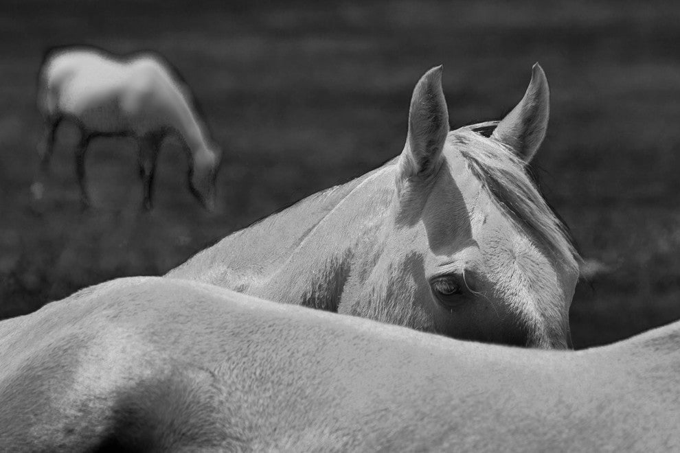 Horses Bw, Canvas Giclee, 12" X 8"