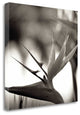 "Florison - 29" By Alan Blaustein, Giclee Print on Gallery Wrap Canvas