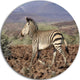 Zebra In Damaraland, Landscape Photography Disc Metal Wall Art, 23"