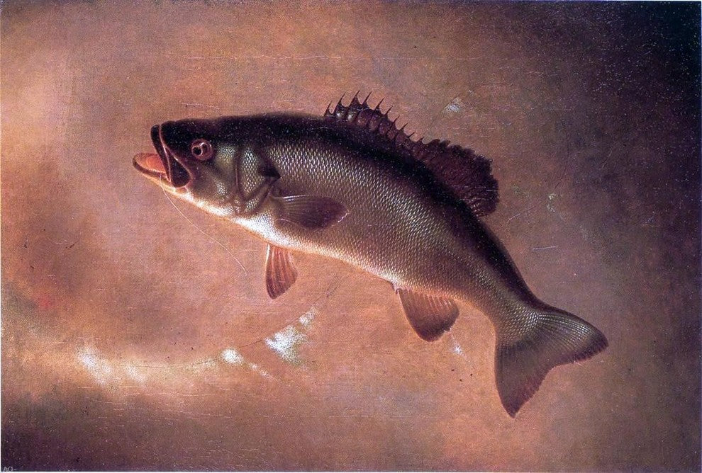 Gurdon Trumbull Broadtail Bass - 18" x 27" Premium Canvas Print
