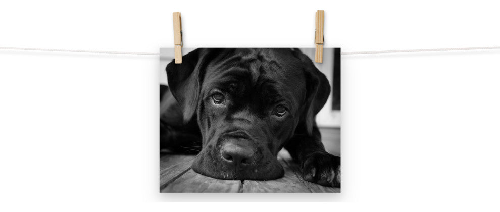 Black Cane Corso on Porch Black & White Dog Photograph Unframed Wall Art Print, 8" X 10"