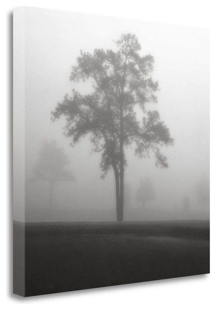 "Fog Tree Study I" By Jamie Cook, Giclee Print on Gallery Wrap Canvas