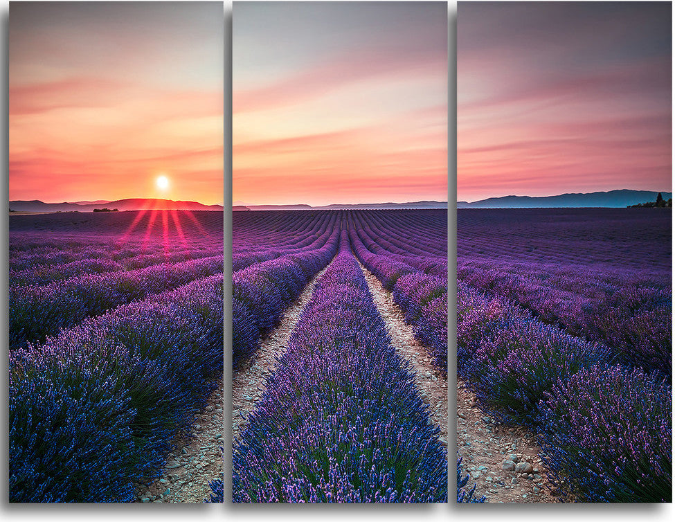 "Endless Rows of Lavender Flowers" Metal Wall Art, 3 Panels, 36"x28"