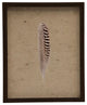 Isolated Brown And White Striped Bird Feather, Brown Shadowbox