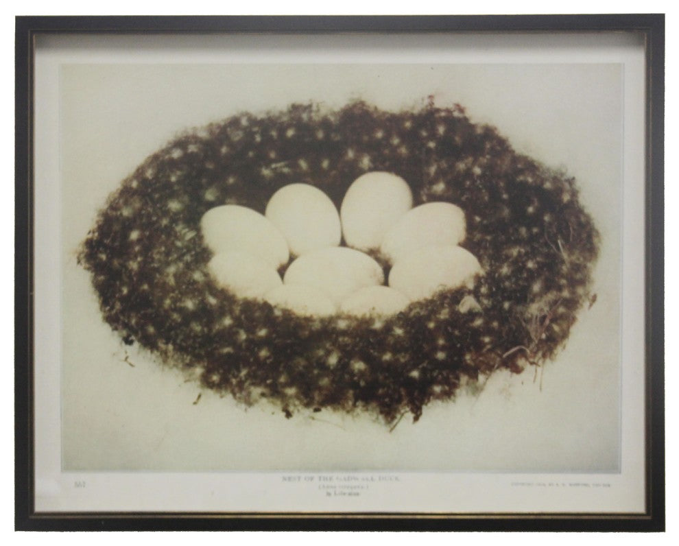 Nest Of The Gadwall Duck, Copper and Black Shadowbox