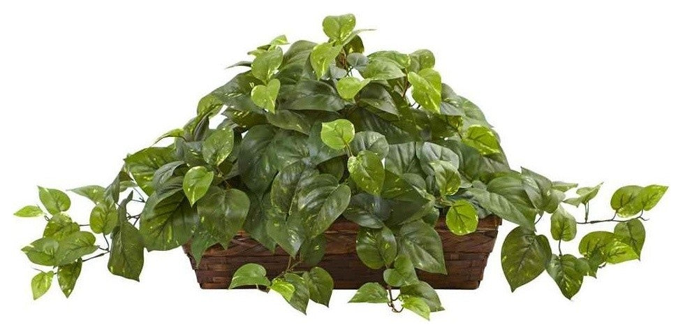 Pothos With Ledge Basket