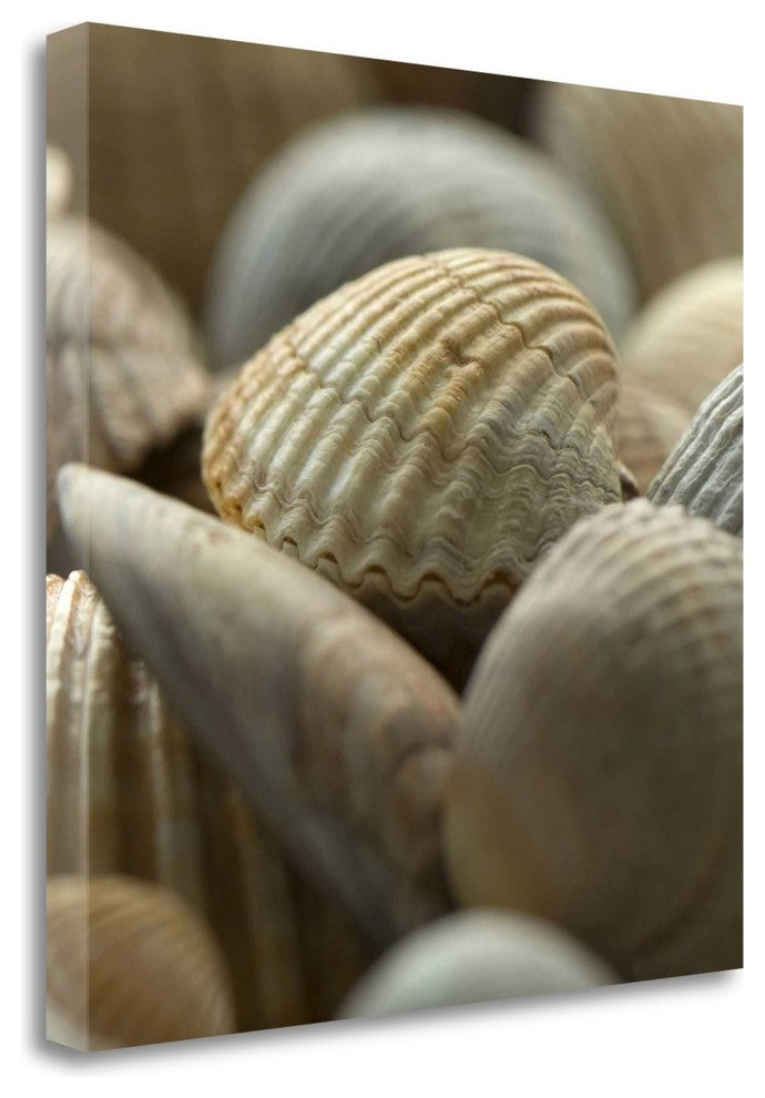 "Shells 2" By Photoinc Studio,Ready to Hang Giclee Print on Gallery Wrap Canvas