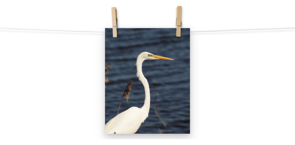 Great White Egret Wildlife Photography Unframed Wall Art Print, 8" X 10"