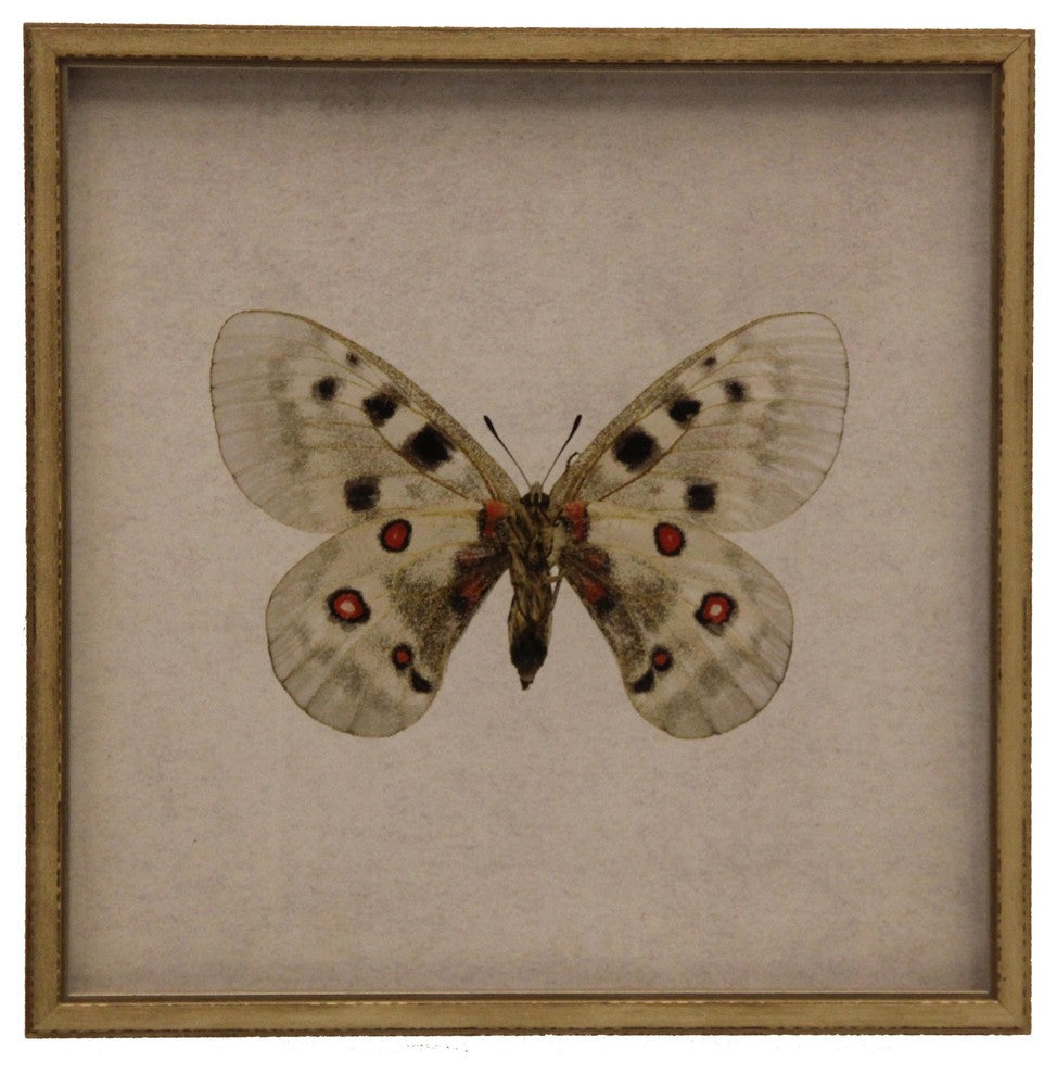 Moth Print 1, Shadowbox