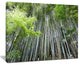 "Dense Bamboo Forest of Japan" Forest Canvas Wall Art Print, 20"x12"