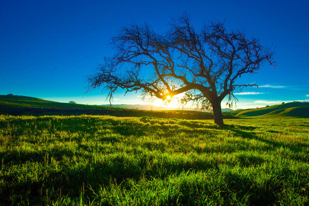 Sunburst Tree, Canvas Giclee, 12" X 8"
