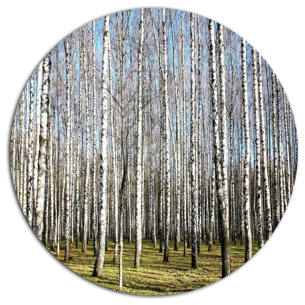 Sunny November Day In Birch Grow, Forest Round Metal Wall Art, 23"