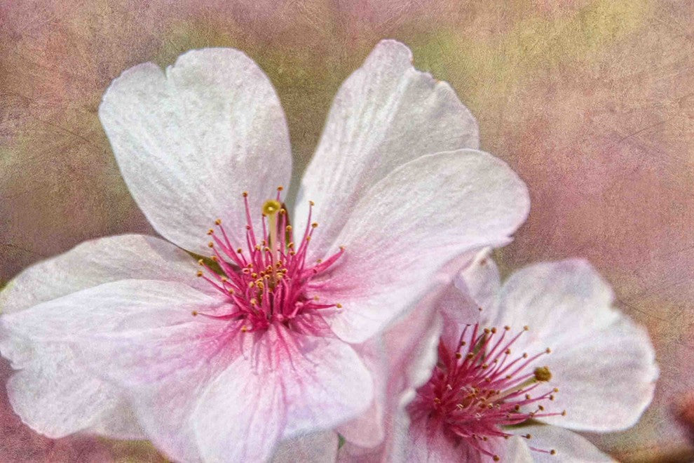 "Cherry Blossoms" Painting Print on Canvas by Theo