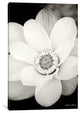 "Lotus Flower III" by Debra von Swearingen, 40x26x1.5