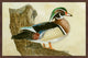 "Woodduck" Framed Painting Print, 36"x24"