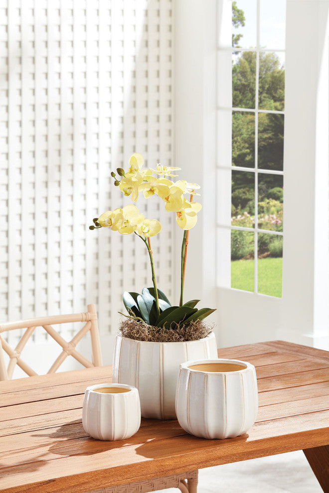 Phalaenopsis Orchid Drop-In 23", Yellow