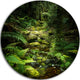 Green Forest Of New Zealand, Landscape Photo Disc Metal Wall Art, 23"