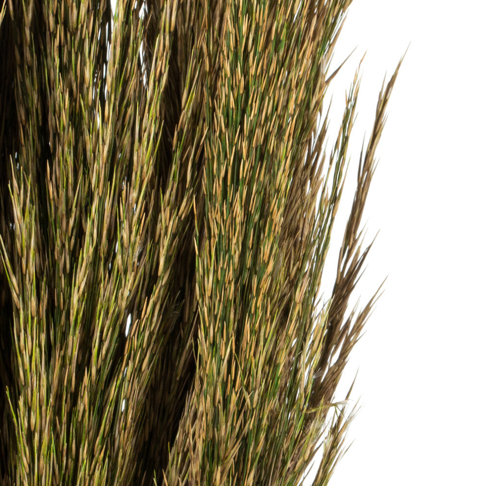 Vickerman all Natural Plume Reed Bundle, Preserved, Natural Green