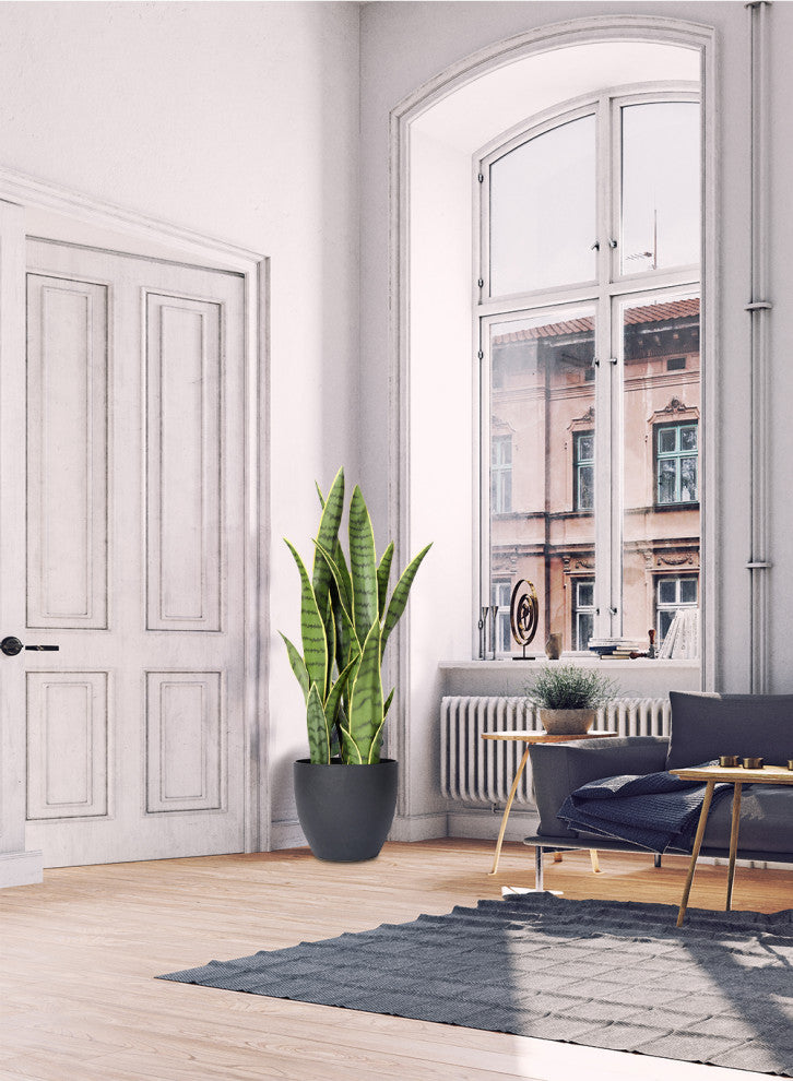 Serene Spaces Living Sansevieria Trifasciata Snake Plant, 27"