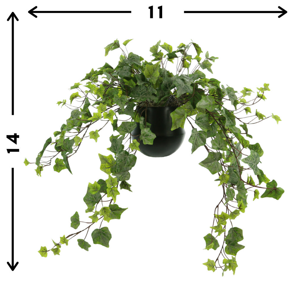 Trailing Ivy in a Ceramic Pot